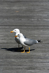 Couple de goélands