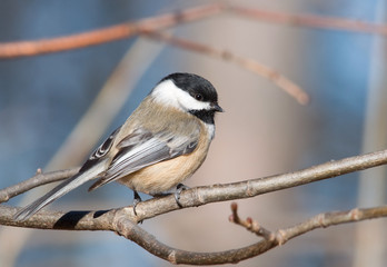 Black-capped Chickadee