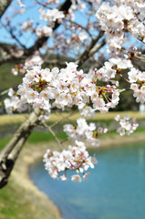 亀池の桜