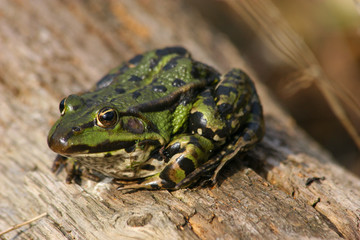 Teichfrosch (Pelophylax 