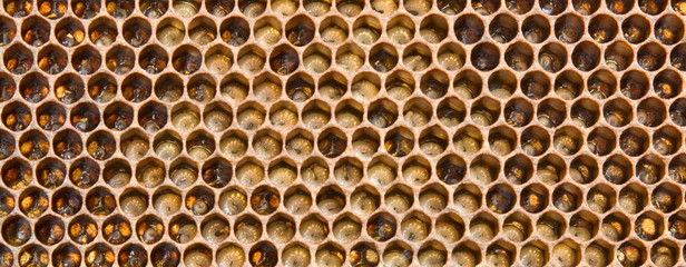 Larvae the future of bees