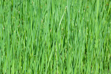 bassin aux joncs, massette, roseau ,typha angustifolia