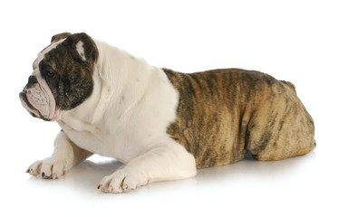 Obraz premium english bulldog