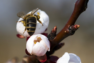 Bee on apricot