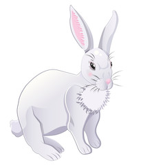 Fototapeta na wymiar white rabbit