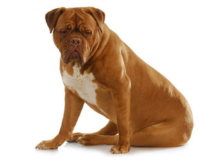 dogue de bordeaux
