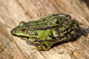 Teichfrosch (Pelophylax 