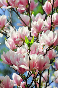Fototapeta magnolia, springtime