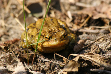 Erdkröte (Bufo bufo)