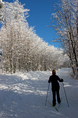 Im Winterwald