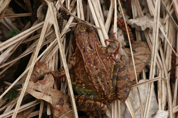 Grasfrosch (Rana temporaria)