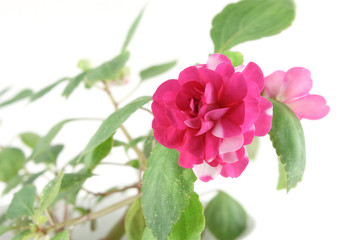Blossom flower (Balsaminaceae)