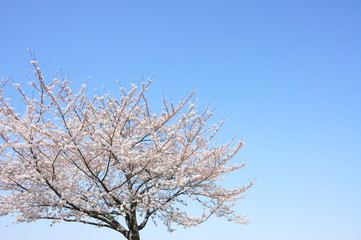 サクラ さくら 桜