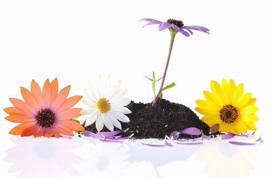 Osteospermum Fruticosum aisladas sobre fondo blanco.