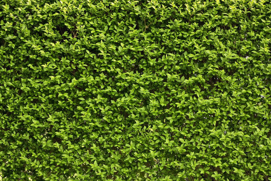 Green leaves wall background .