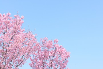 桜 さくら サクラ