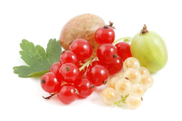 Johannisbeeren und Stachelbeeren