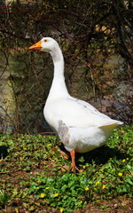 Portrait of goose