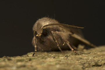 Orthosia gothica