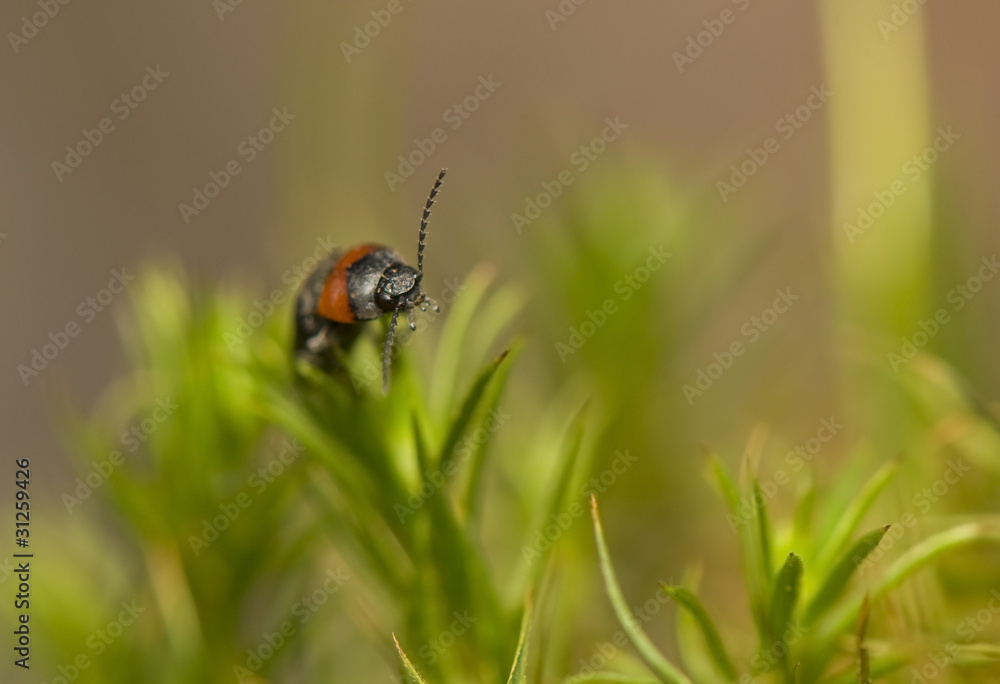 Wall mural cardiophorus ruficollis