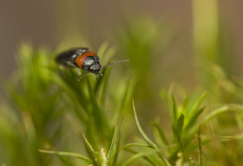 Cardiophorus ruficollis