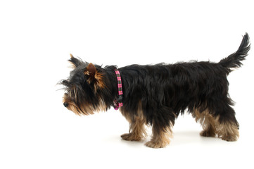 Yorkshire Terrier