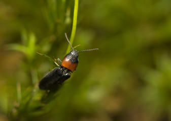 Cardiophorus ruficollis