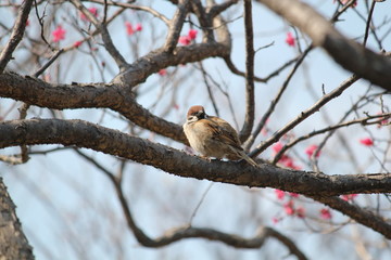 スズメの紅梅の花