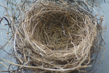 Bird's Nest