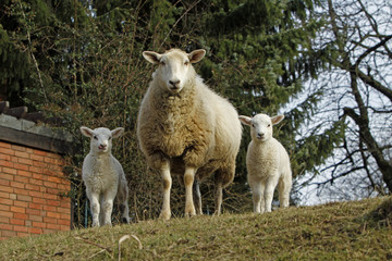 Obraz premium Schaf mit Lamm