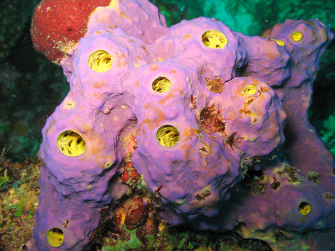 Purple Sponge with Yellow Osculum Underwater Dominica Island