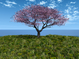 Naklejka premium cherry tree by the sea