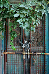 vintage door and overgrown plant