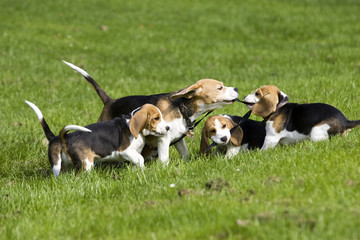Spielende Beagle Familie