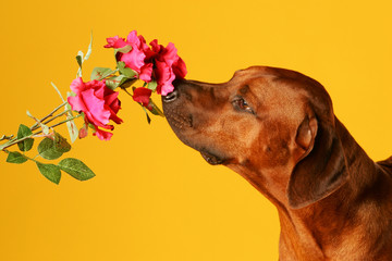 Hund riecht an einer Blume