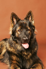 Langhaar Schaferhund Portrait