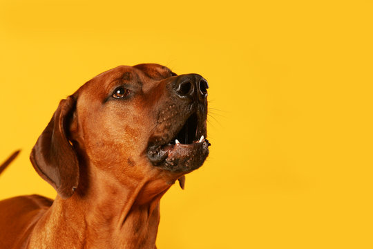 Bellender Hund