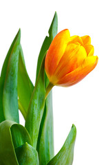 Naklejka premium colorful fresh tulip