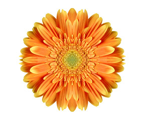 Orange gerbera