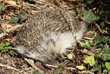 Igel