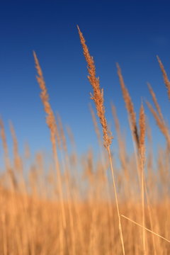 Grass