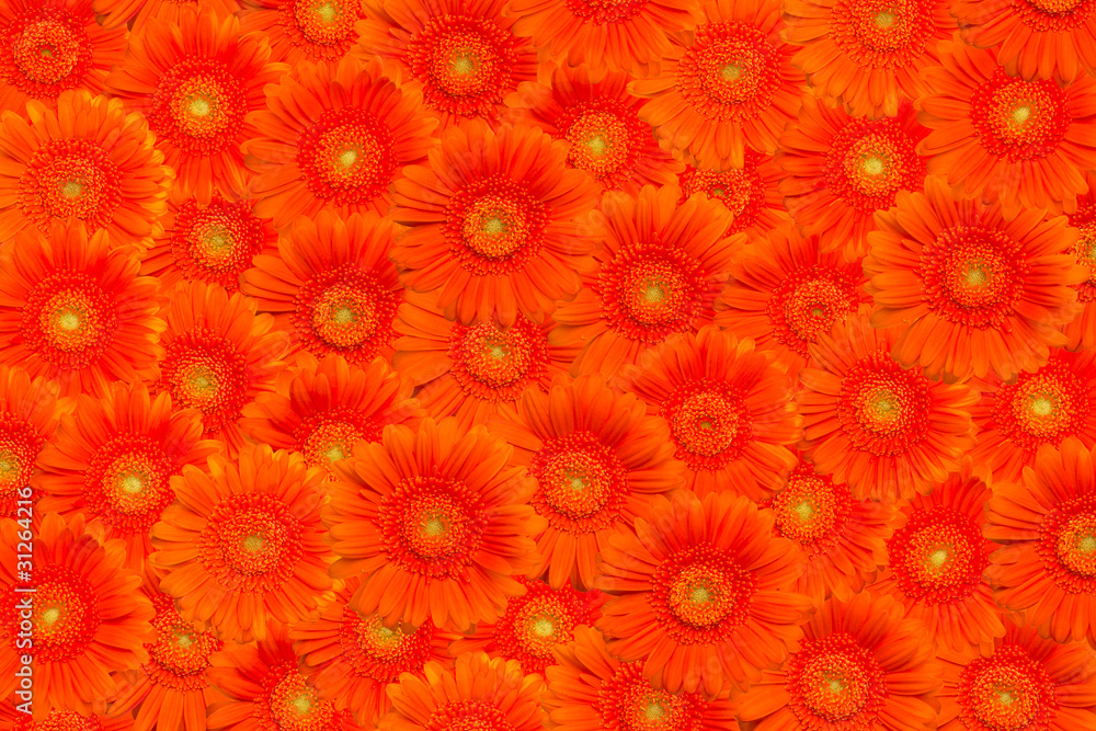 Wall mural floral background with orange gerberas