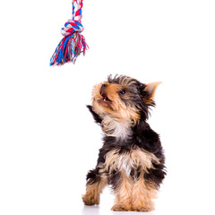 Little dog (Yorkshire Terrier) with toy