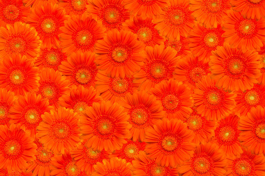 Floral background with orange gerberas