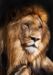 El rey león (Panthera leo) - obrazy, fototapety, plakaty