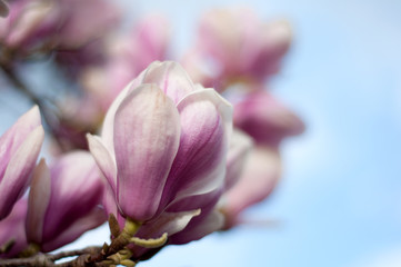 Fototapeta na wymiar magnolia niebo