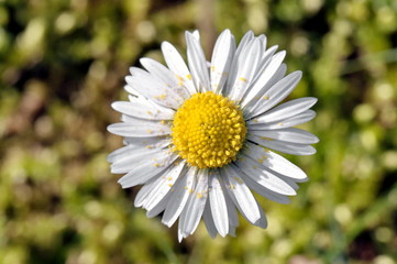 Obraz premium Daisy with pollen