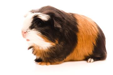 baby guinea pig