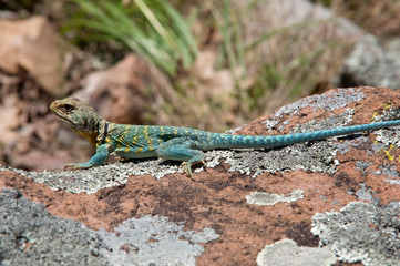 Collared Lizard in a Missouri Glade