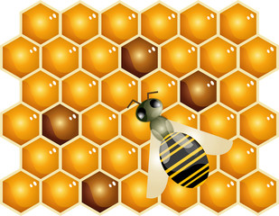 ape che produce miele nell'alveare